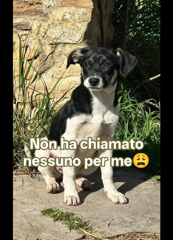 Pepe 3Mesi Nessuno Ha Chiamato X Lui! Sicilia